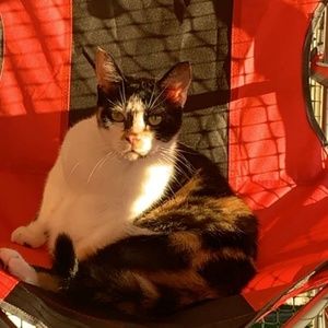 Meet your Posher, Destiny